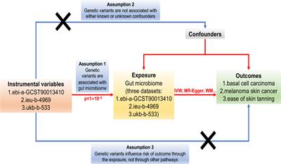 Causal relationship between the gut microbiome and basal cell carcinoma, melanoma skin cancer, ease of skin tanning: evidence from three two-sample mendelian randomisation studies